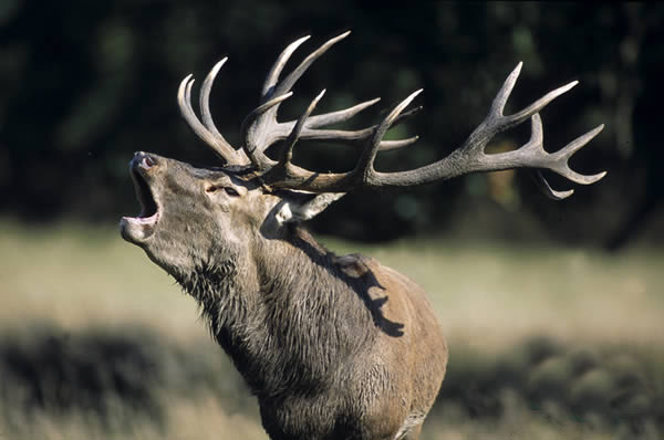Cerf Cerf