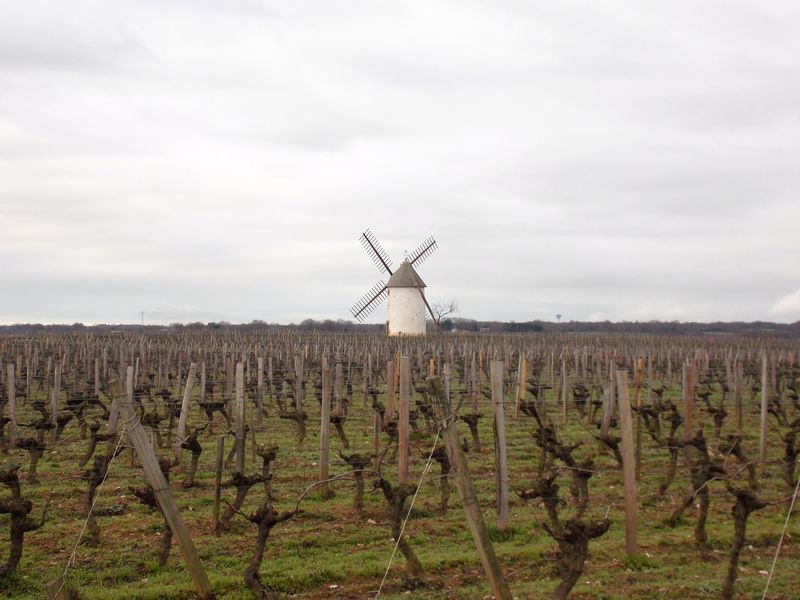 cdt@d.moulin Original Vélo Tour - Dans les vignes de Rosnay 1