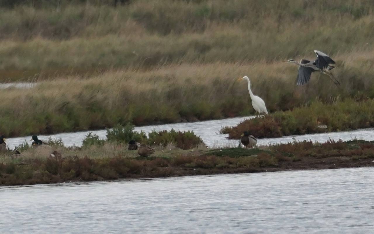 Pays des Olonnes 2020-PNP-visite-les-oiseaux-dhiver