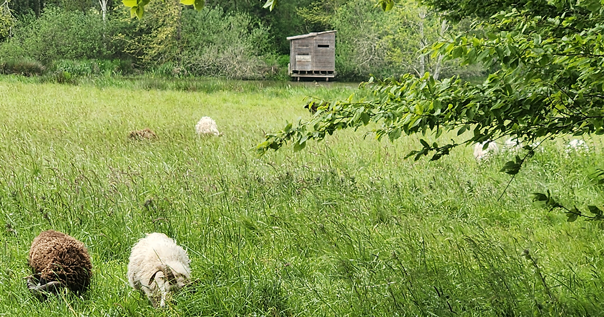Sentier de l'étang de Beaumont- Issé