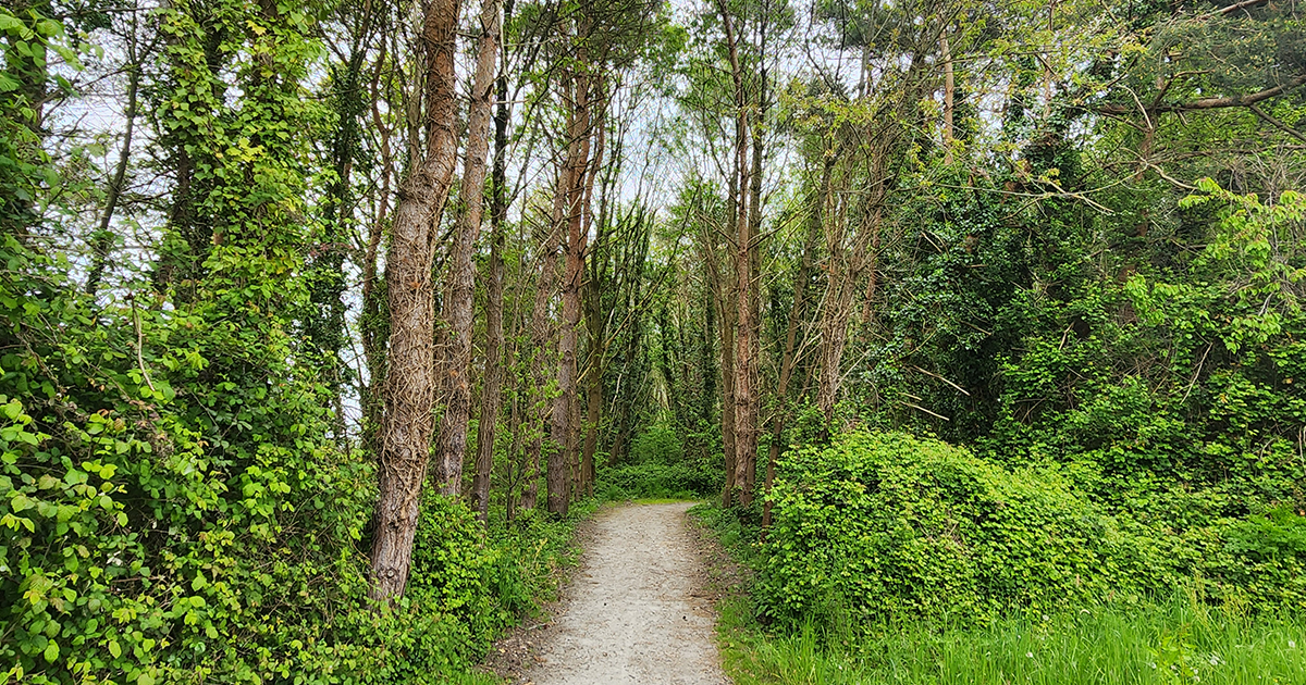Sentier de l'étang de Beaumont-bois- Issé