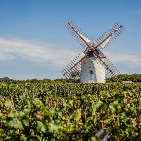 sentier- les vignes et la vallée de l'yon-Rosnay-photo moulin blanc et vignes