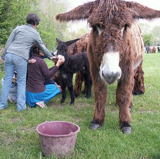 copyright mauve ménard visite-ferme-maraichine-benet-85-fme