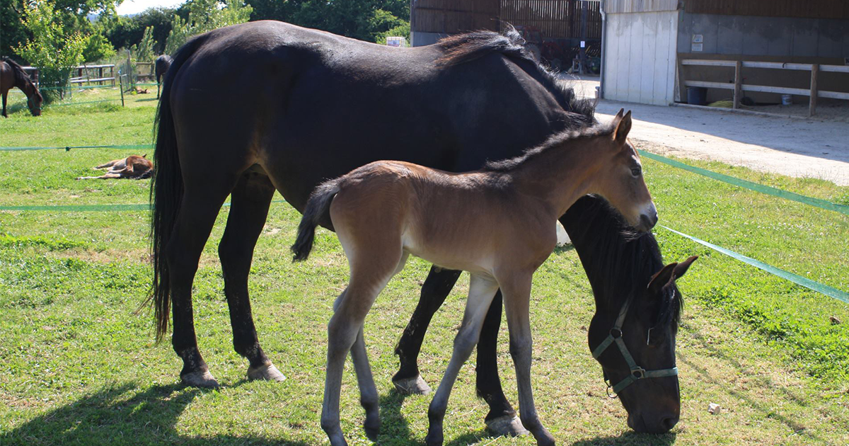 Centre équestre de Châteaubriant