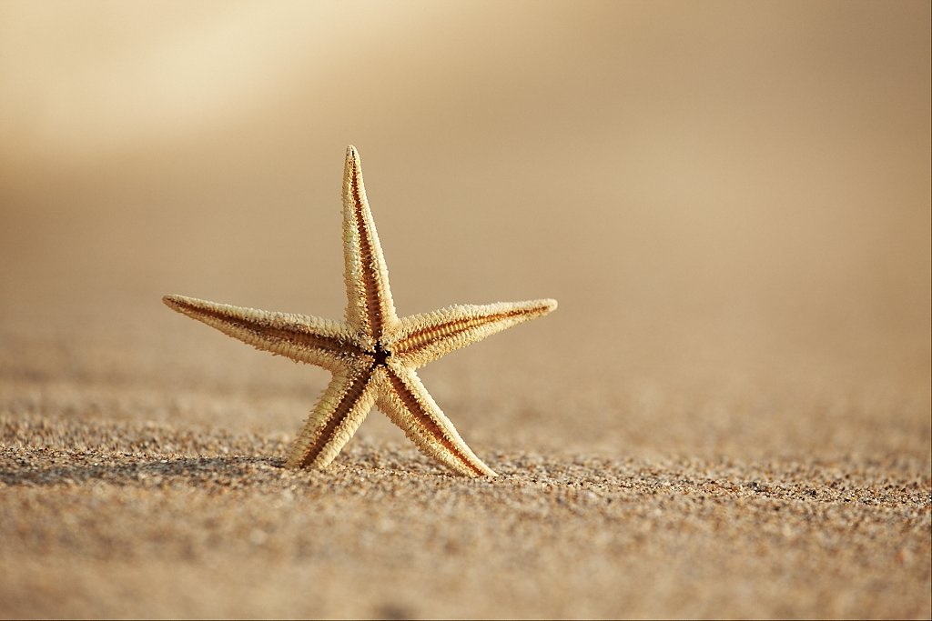 étoile_de_mer