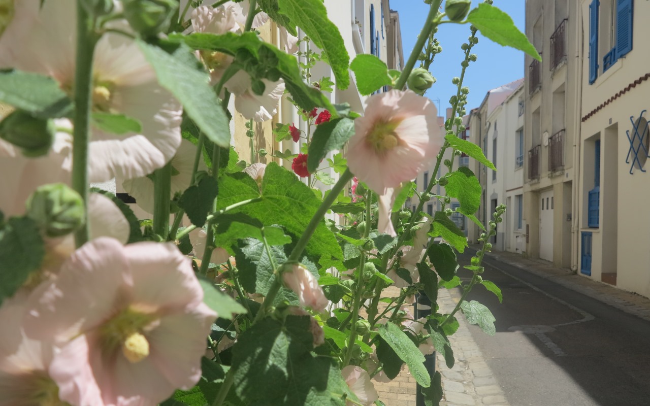 Pays des Olonnes rue-avec-roses-tremieres