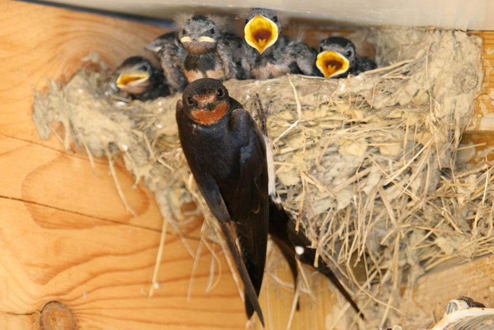 © Alain-Retrif Hirondelle rustique et ses petits