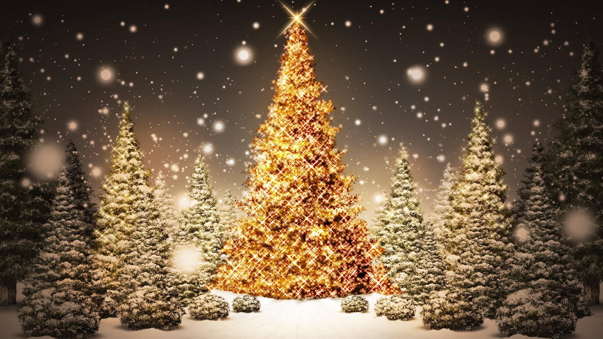 Vendée des Iles sapin-1-118573